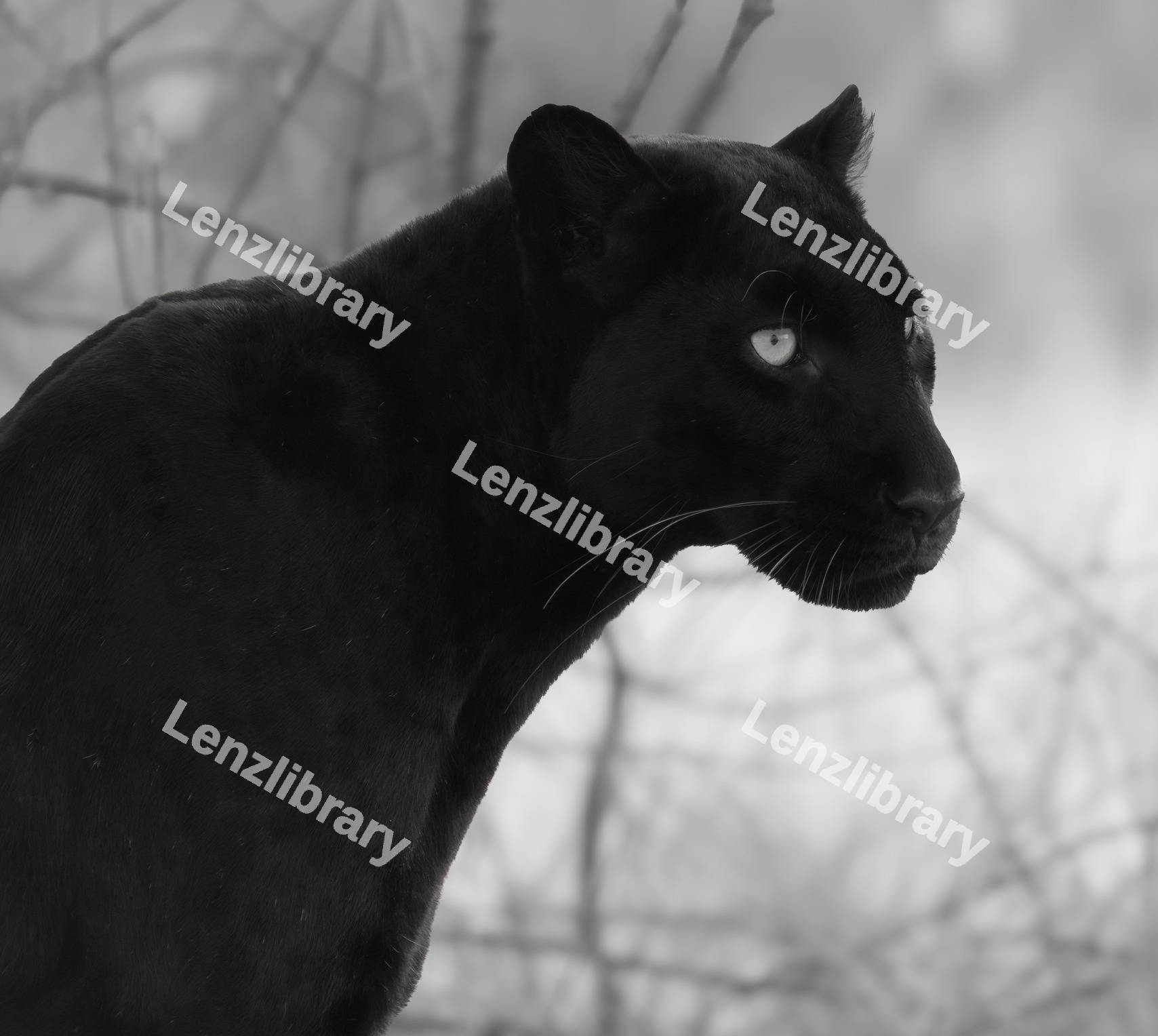 Black Panther looking away